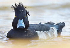 Kuoduotoji antis
