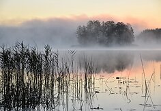 „Miškas rūke“ (Švenčionių Zigmo Žemaičio gimnazija, Ekologinis klubas „Žuvėdra“, mokytoja Oksana Gončarova)