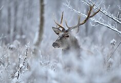 Taurusis elnias – Rimanto Nalivaikos svajonių kadras
