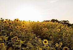 Saulėgrąžų laukas Skuodo rajone, Gėsalų kaime