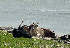 Kelionėse