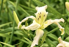 Viendienė 'Apatura White Swallow'