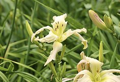 Viendienė 'Apatura White Swallow'