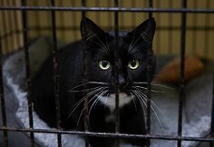 &bdquo;Pet Rescue Finland&ldquo; padeda rasti namus Suomijoje prieglaudų &scaron;unims i&scaron; Lietuvos