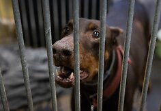 &bdquo;Pet Rescue Finland&ldquo; padeda rasti namus Suomijoje prieglaudų &scaron;unims i&scaron; Lietuvos