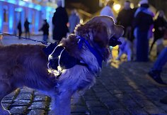Jau trečią kartą susitiko Klaipėdos retriverių bendruomenė