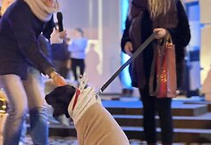 Jau trečią kartą susitiko Klaipėdos retriverių bendruomenė