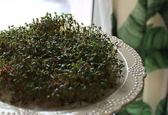 Pavasaris namuose 
