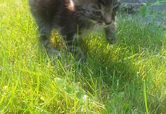 Indrė Kontrauskienė padeda beglobiams katinėliams