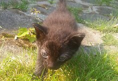 Indrė Kontrauskienė padeda beglobiams katinėliams