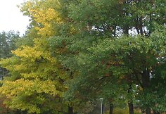 Druskininkų ruduo