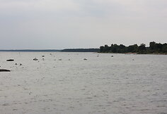 Melsragė