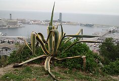 Barselonos uostas