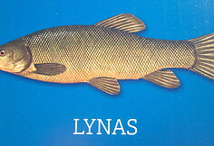 Nacionaline Lietuvos žuvimi išrinktas lynas