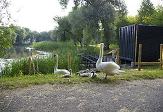 Trinyčių tvenkinys