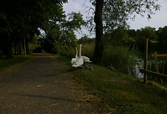 Trinyčių tvenkinys