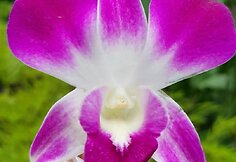 Orchidėjos žiedas Malaizijoje