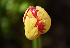 Tulpė