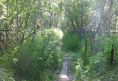 Kapinės