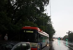 Ant troleibuso užverstas medis 