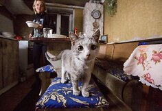 Per ap&scaron;audymus gyvenimas namuose nesustoja. Į rūsį bėgama tik retais atvejais. 