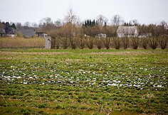 Bra&scaron;kių laukas