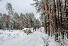 Dainavos girioje pasislėpusi &scaron;imtametė Dubo pu&scaron;is 