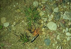 Sprogimas Gariūnuose