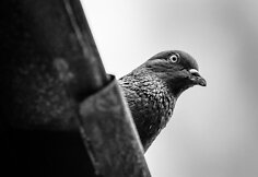 Svečiuose pas poetę, menotyrininkę Laimą Kreivytę