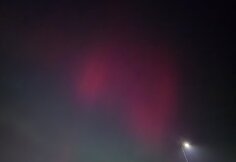 &Scaron;iaurės pa&scaron;vaistė, matoma Tauragėje