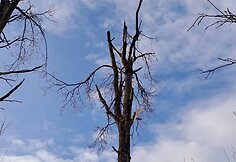 Latvijoje nukritęs dronas