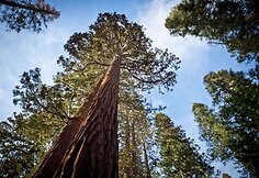 Josemičio nacionalinis parkas