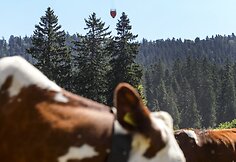 Šveicarų kariai gelbsti nuo kaitros kenčiančioms karvėms