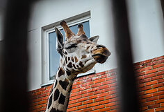 Naujoji žirafų pora Lietuvos zoologijos sode &ndash; senbūvis Gudrutis ir naujokas Nafaris