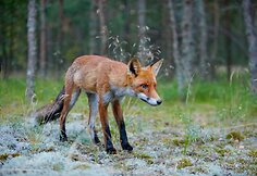 Fotografas Ričardas Anusauskas netoli Nidos susidūrė su lapinu