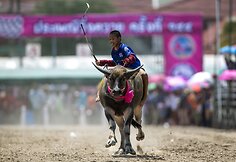 Buivolų lenktynės Tailande