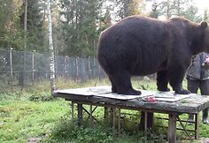 Tapytojas Juuso ir jo abstrakti kūryba