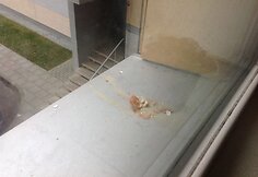 Kiau&scaron;iniais apmėtomas daugiabutis