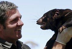 Sveiki Tasmanijos velniai paleidžiami į laisvę, kad padėtų atkurti nykstančią populiaciją.