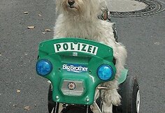 #Jesuisunchien &ndash; internete gedima per teroristų &scaron;turmą žuvusios Diesel
