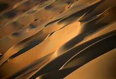 Sakalų augintojas Abu Dabyje