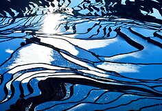 Ryžių laukai Kinijoje