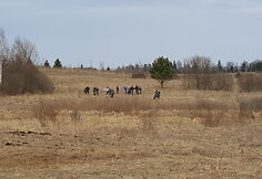 Pasieniečių pratybos