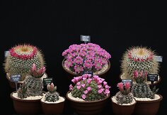 Čelsio gėlių paroda