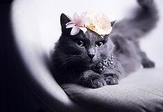 Rumunės glamūrinė katė užkariauja „Instagram“