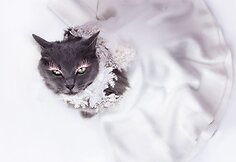 Rumunės glamūrinė katė užkariauja „Instagram“