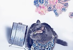 Rumunės glamūrinė katė užkariauja „Instagram“