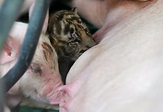 Tailando tigrų zoologijos sodo jauniklis auginamas su kiaulės jaunikliais
