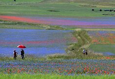 Turistus traukia kasmet Italijos Umbrijos regiono laukuose pražystančios laukinės gėlės