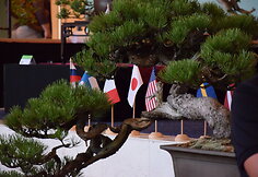 Bonsai medelių paroda